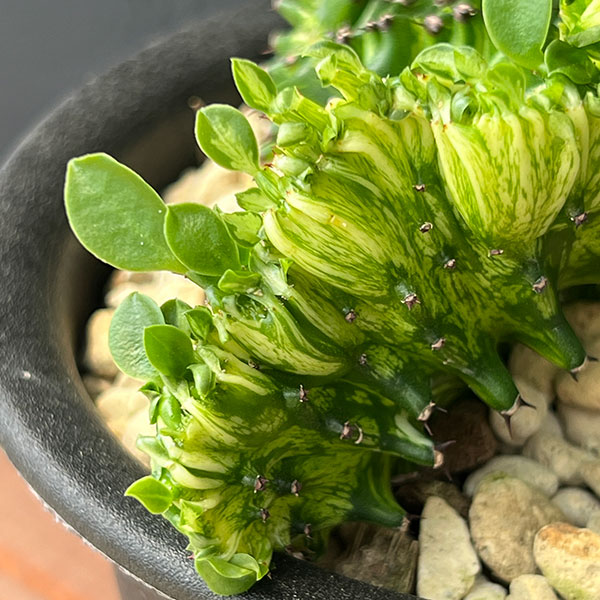 ユーフォルビア：ラクティアマハラジャ（接ぎ降し）5号鉢植え25-09