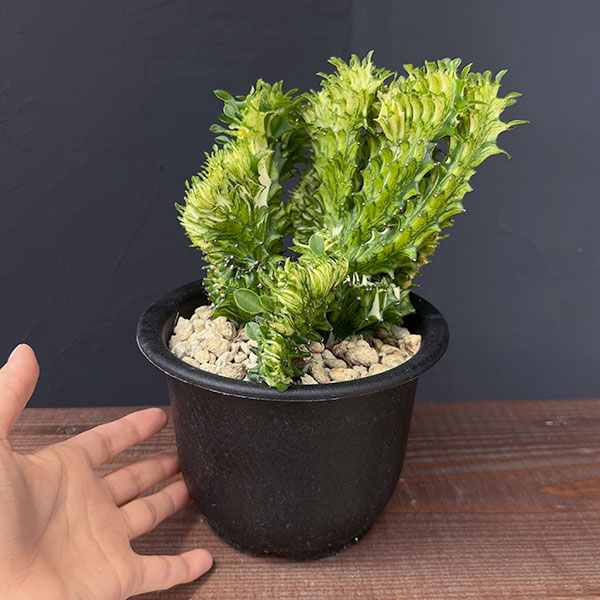 ユーフォルビア：ラクティアマハラジャ（接ぎ降し）5号鉢植え25-09