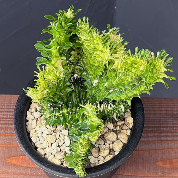 ユーフォルビア：ラクティアマハラジャ（接ぎ降し）5号鉢植え25-09