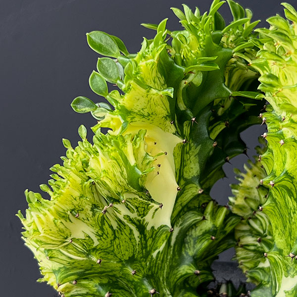 ユーフォルビア：ラクティアマハラジャ（接ぎ降し）5号鉢植え25-09