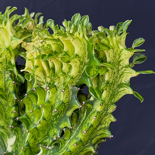 ユーフォルビア：ラクティアマハラジャ（接ぎ降し）5号鉢植え25-09