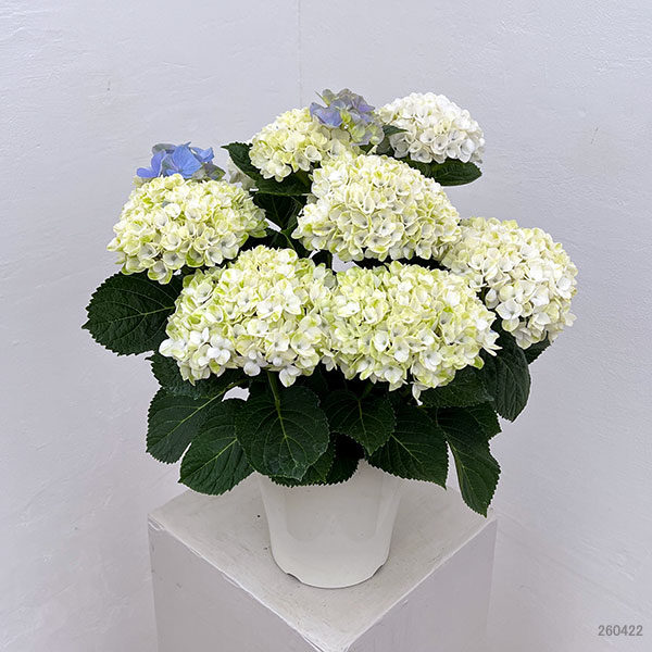 アジサイ：マジカルレポリューションシャーベットブルー5号鉢植え