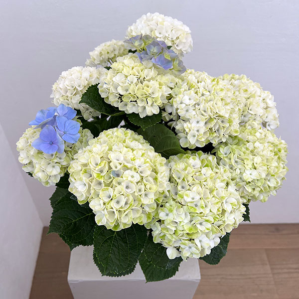 アジサイ：マジカルレポリューションシャーベットブルー5号鉢植え