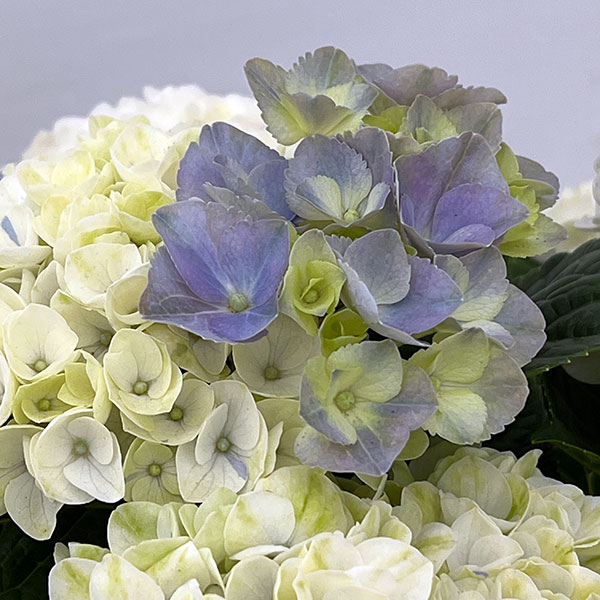 アジサイ：マジカルレポリューションシャーベットブルー5号鉢植え