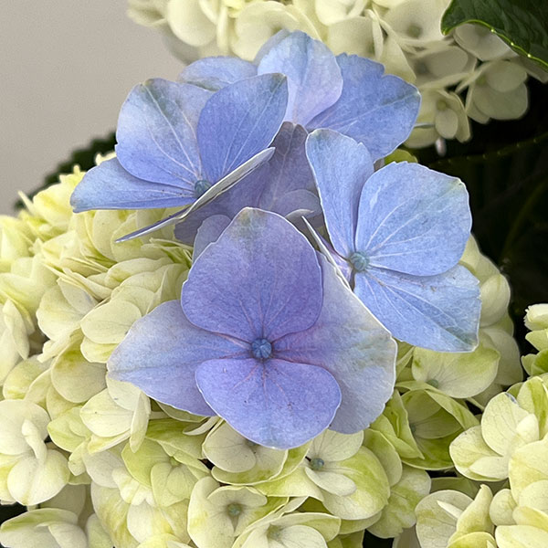 アジサイ：マジカルレポリューションシャーベットブルー5号鉢植え