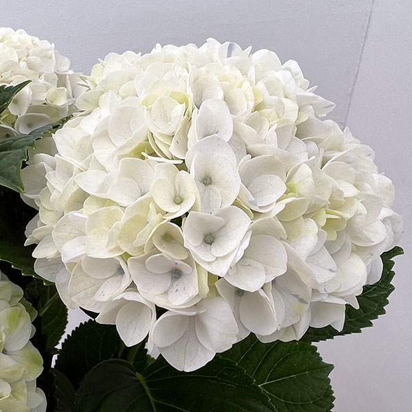 アジサイ：マジカルレポリューションシャーベットブルー5号鉢植え