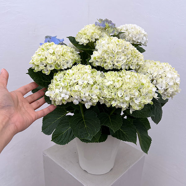 アジサイ：マジカルレポリューションシャーベットブルー5号鉢植え