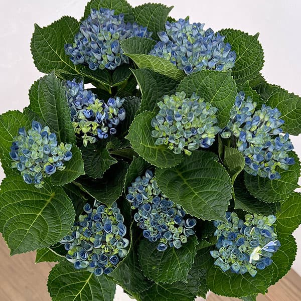 アジサイ：マジカルレポリューション ビターパープル5号鉢植え