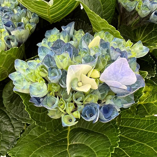 アジサイ：マジカルレポリューション ビターパープル5号鉢植え