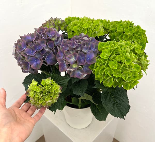 園芸ネット本店｜アジサイ：マジカルクリムゾンナイトメア5号鉢植え の