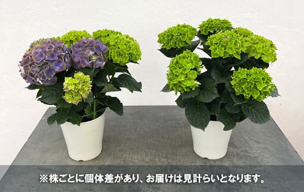 園芸ネット本店｜アジサイ：マジカルクリムゾンナイトメア5号鉢植え の