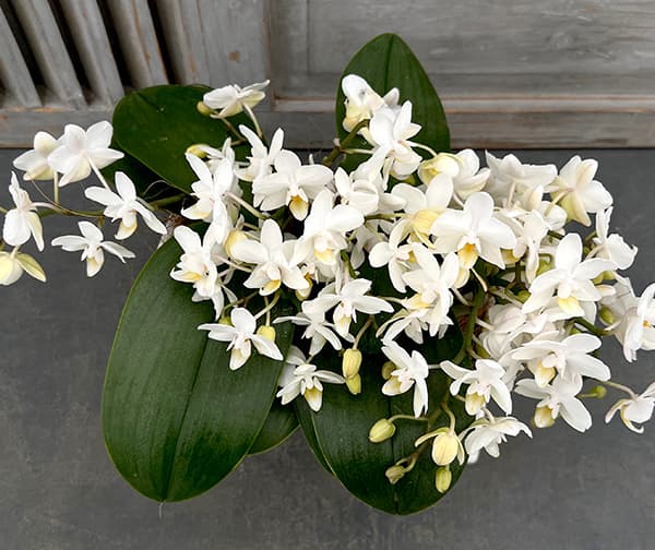 ミディコチョウラン：エヴァ4～5本立ちスクエア陶器鉢植え