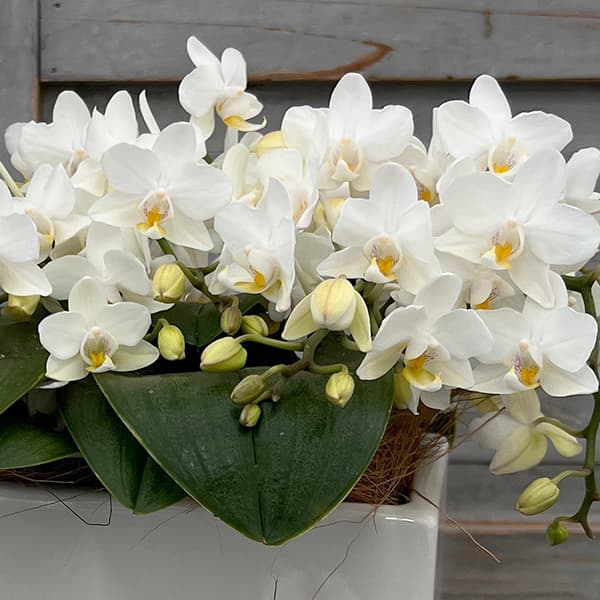 園芸ネット本店｜ミディコチョウラン：エヴァ4～5本立ちスクエア陶器