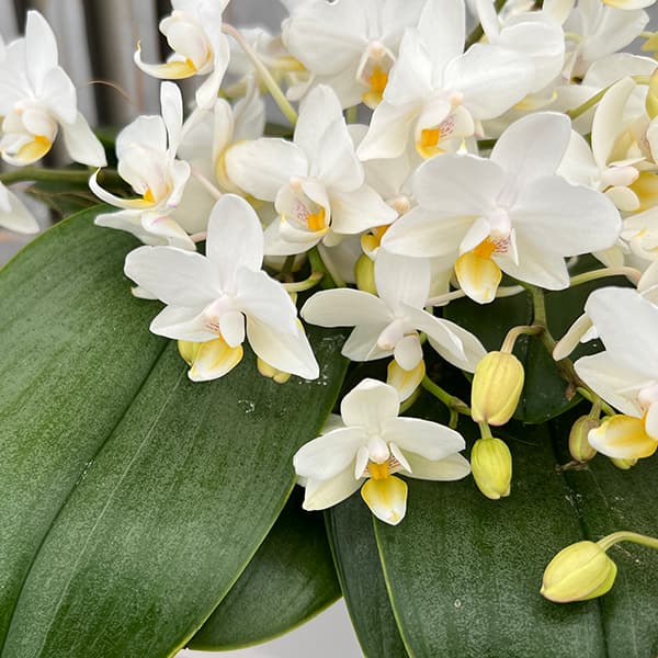 園芸ネット本店｜ミディコチョウラン：エヴァ4～5本立ちスクエア陶器