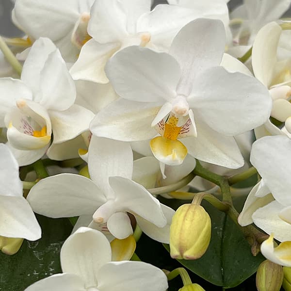 園芸ネット本店｜ミディコチョウラン：エヴァ4～5本立ちスクエア陶器