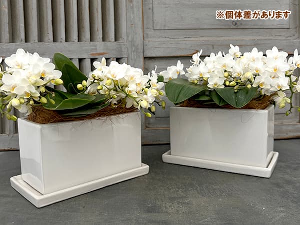 ミディコチョウラン：エヴァ4～5本立ちスクエア陶器鉢植え