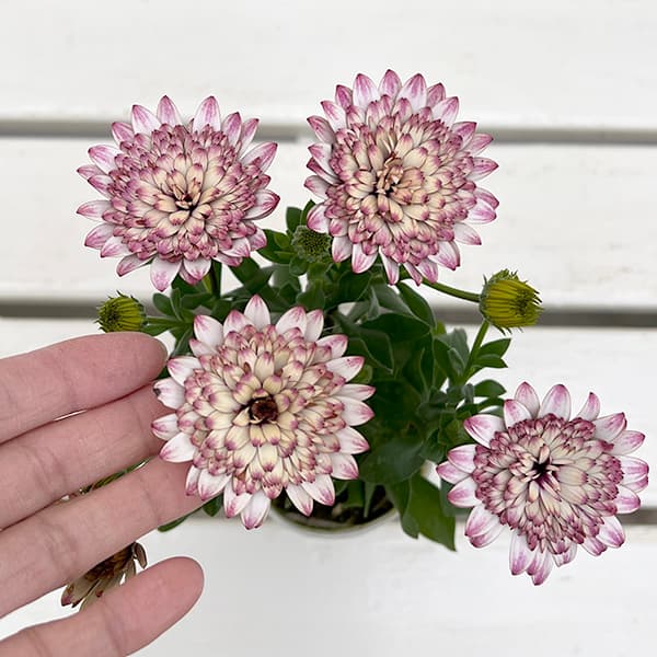 オステオスペルマム：プリンセス ラズベリータルト3.5号ポット