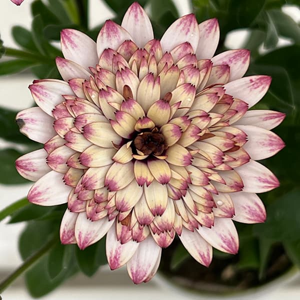 オステオスペルマム：プリンセス ラズベリータルト3.5号ポット