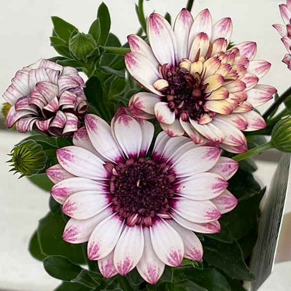 オステオスペルマム：プリンセス ラズベリータルト3.5号ポット