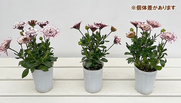 オステオスペルマム：プリンセス ラズベリータルト3.5号ポット