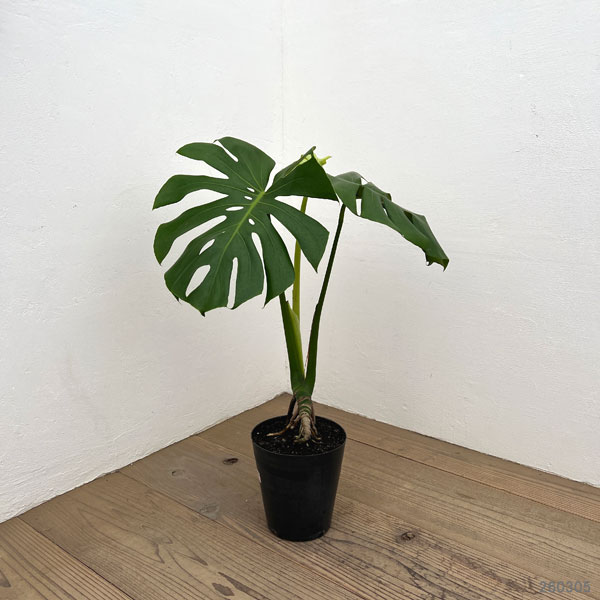 （わけあり特価）モンステラ：根上がり　6号ポット