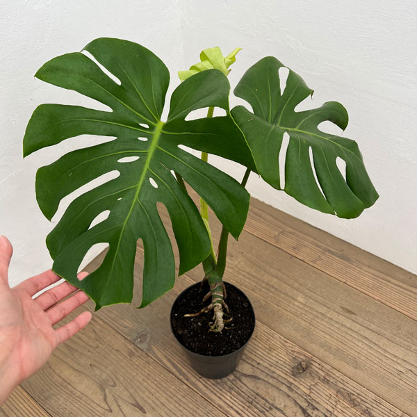 （わけあり特価）モンステラ：根上がり　6号ポット