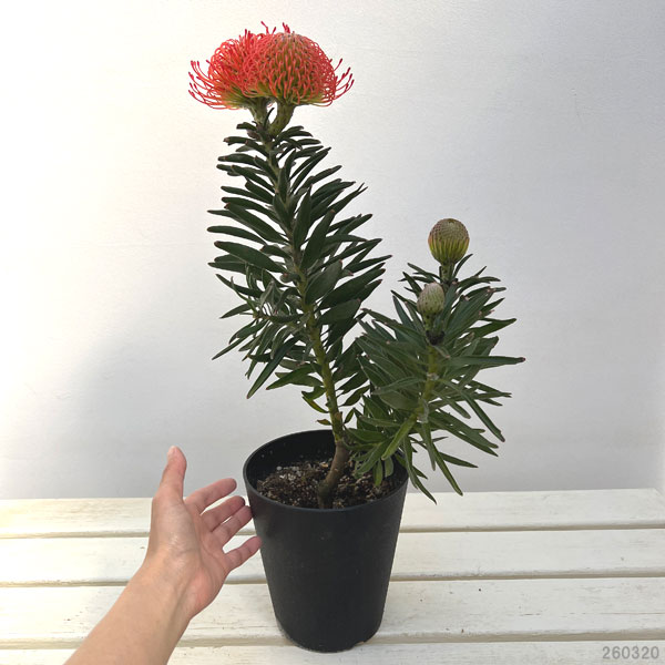 リューコスペルマム（ピンクッション）：ソーサクセスフル5号鉢植え