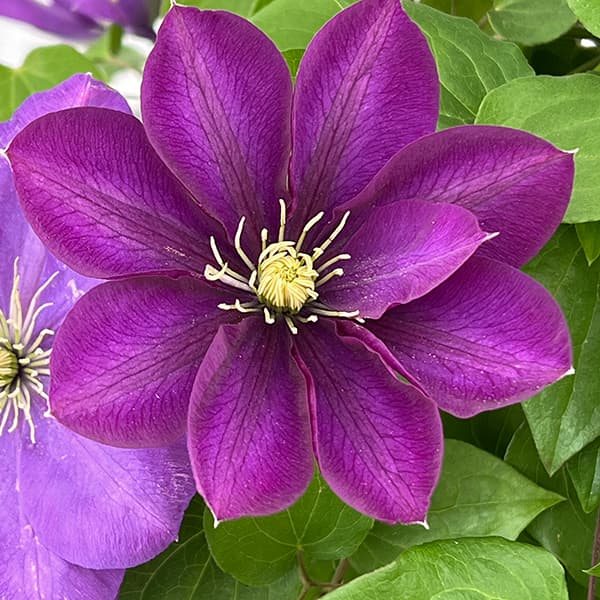 園芸ネット本店｜クレマチス：富士ヶ丘5号鉢（パテンス系） の通販【公式】