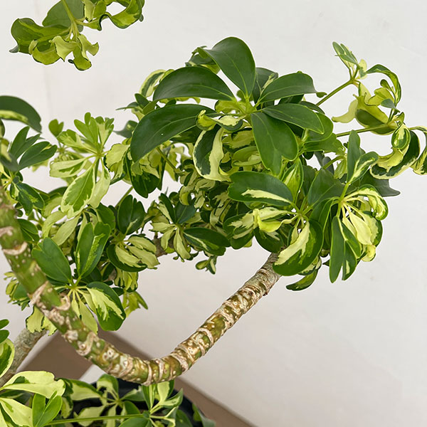 シェフレラ:ジェニーネ 5号鉢植え