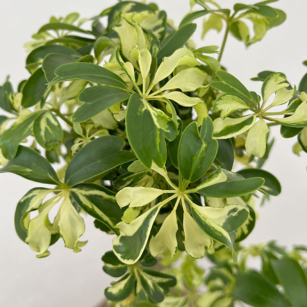 園芸ネット本店｜シェフレラ：ジェニーネ 5号鉢植え の通販【公式】