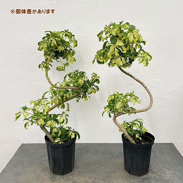 園芸ネット本店｜シェフレラ：ジェニーネ 5号鉢植え の通販【公式】