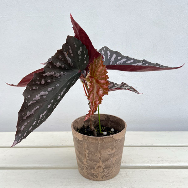園芸ネット本店｜ベゴニア：ダウンタウン 4号鉢植え の通販【公式】