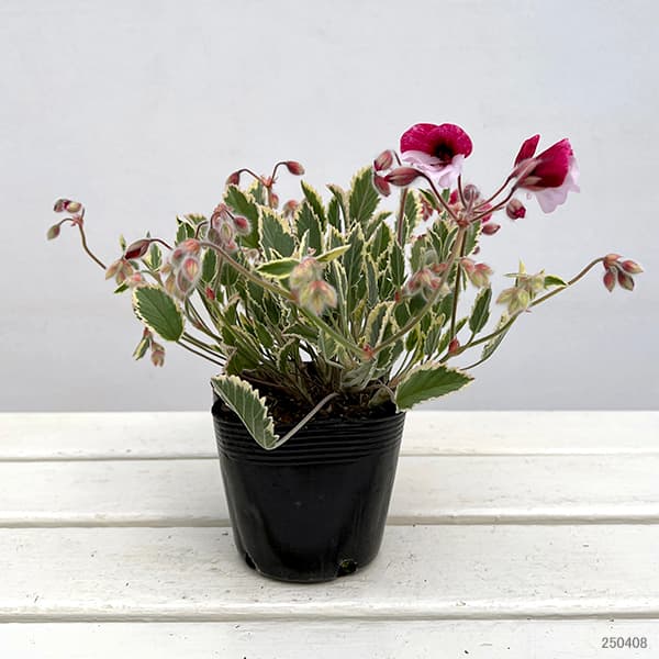 パンジーゼラニウム:斑入り3.5号ポット