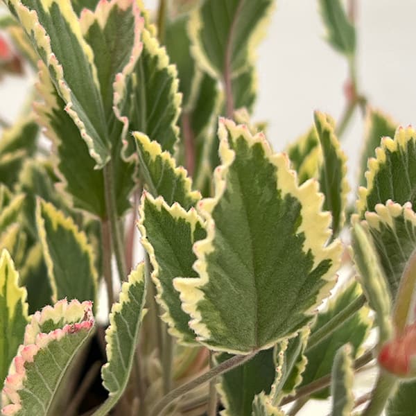 パンジーゼラニウム:斑入り3.5号ポット