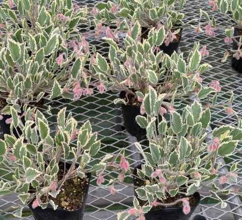 パンジーゼラニウム:斑入り3.5号ポット