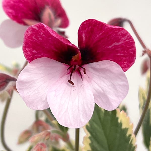 パンジーゼラニウム:斑入り3.5号ポット