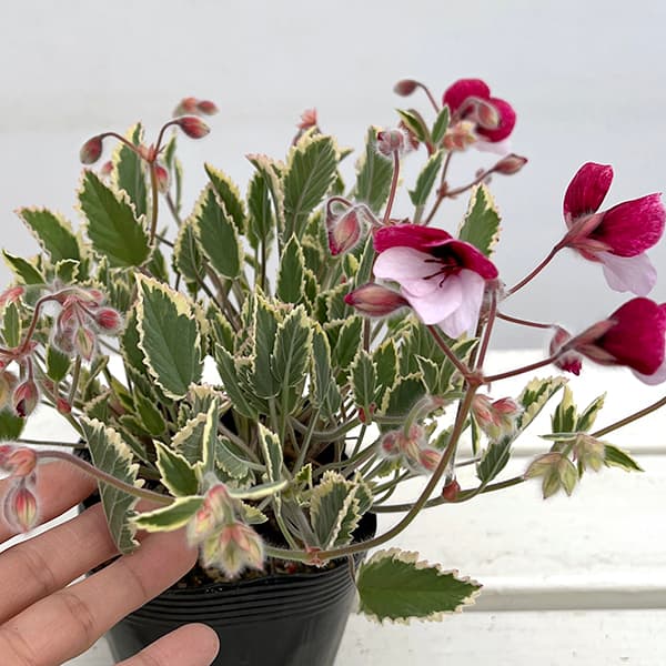 パンジーゼラニウム:斑入り3.5号ポット