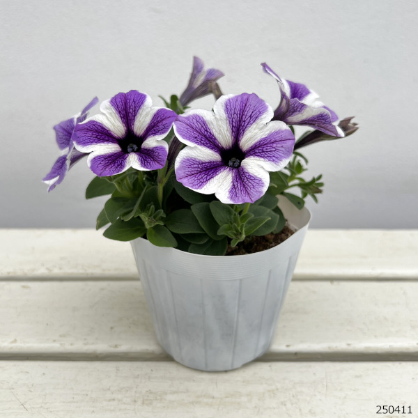 ペチュニア：スターフィッシュ3.5号ポット