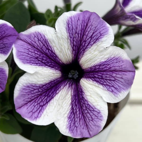 ペチュニア：スターフィッシュ3.5号ポット