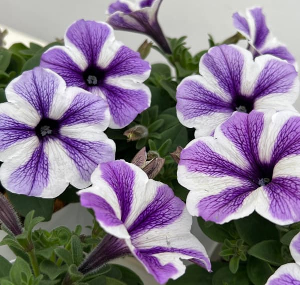 ペチュニア：スターフィッシュ3.5号ポット