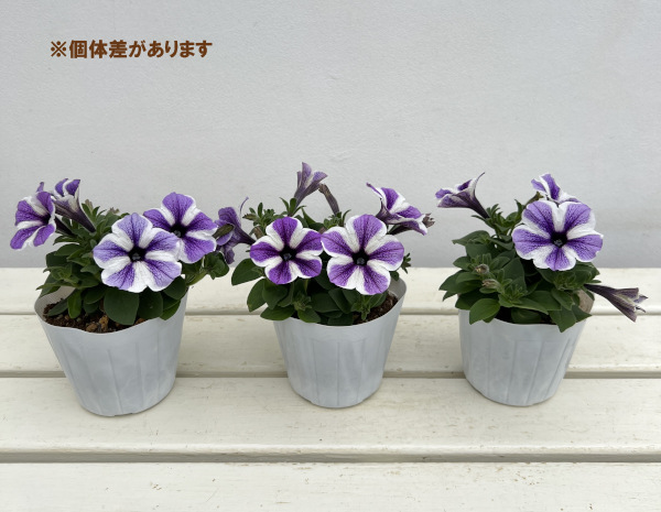 ペチュニア：スターフィッシュ3.5号ポット