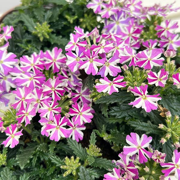 バーベナ：ドラムス ラベンダースター3.5号ポット