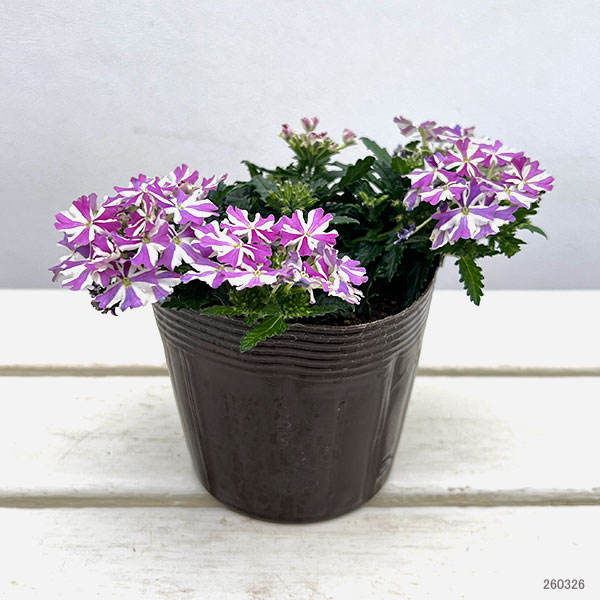 バーベナ：ドラムス ラベンダースター3.5号ポット