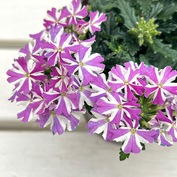 バーベナ：ドラムス ラベンダースター3.5号ポット