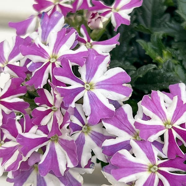 バーベナ：ドラムス ラベンダースター3.5号ポット