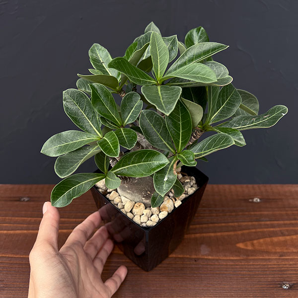 チッチ【DHAブラックスキン】＋【アデニウム ガラメー 鉢植え C】 アデニウム D.H.A (獅子葉) 「Adenium D.H.A」6/14-784 | SH