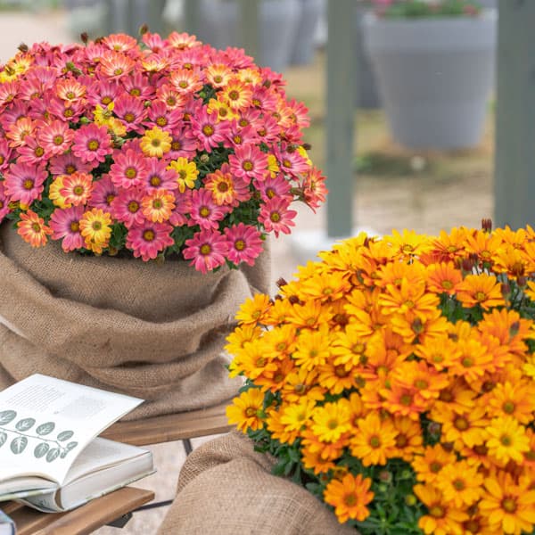 オステオスペルマム：キャンディフィールズシリーズ2種セット　3号ポット