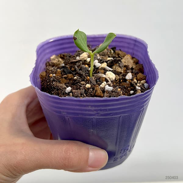 園芸ネット本店｜松村ナーセリーさんのクリスマスローズ