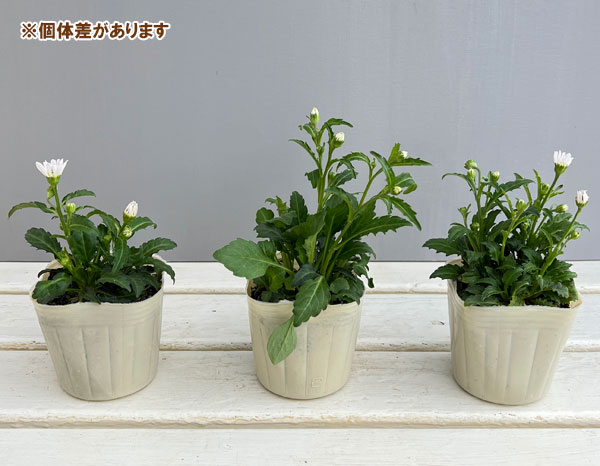 ミヤコワスレ:瀬戸の花嫁 3号ポット