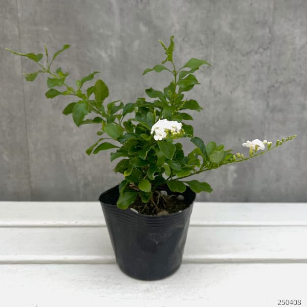 デュランタ：アルバ（白花）3.5号ポット
